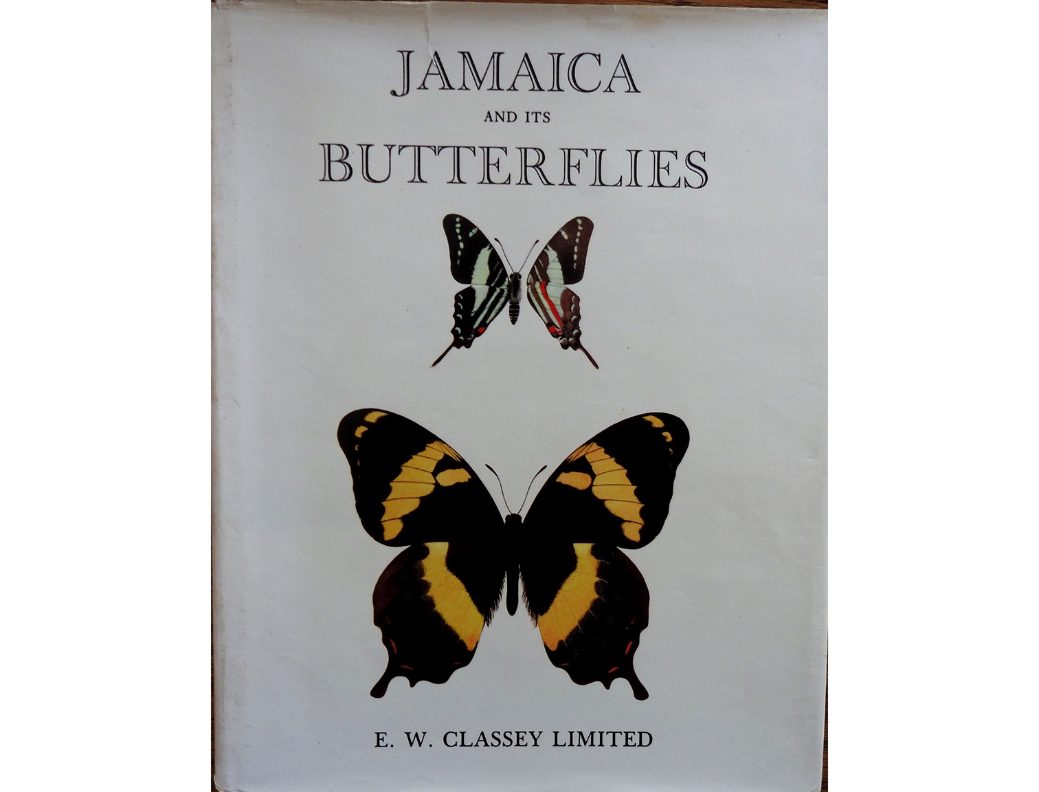 jamaica butterflies